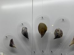 -贝壳王国博物馆