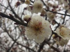 -香雪海