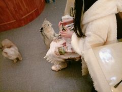 -猫色咖啡·猫咖