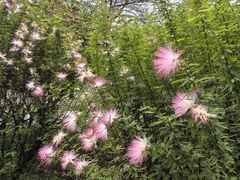-大屏嶂森林公园