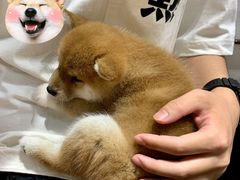 -逗柴咖啡屋·狗咖猫咖宠物桌游