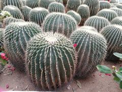 -石家庄市植物园