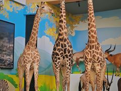 -陕西自然博物馆