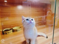 -猫十亿·布偶金渐层·曼基康矮脚猫舍(青年路店)