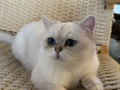 -喵屿·大理花园猫咖