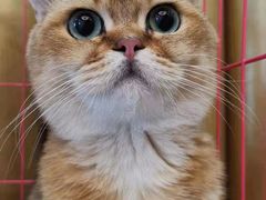 -山宅一喵德文卷毛猫舍