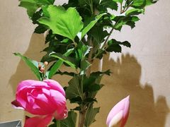 -旺顺阁海鲜广场(亚运村店)