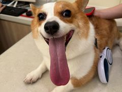 -佩兹宠物医院肿瘤专科·眼科·牙科(黄浦店)