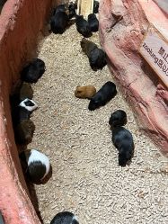 -Zoolung Zoolung动物主题公园(海信广场店)