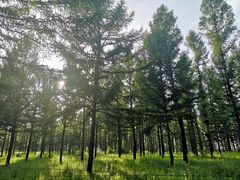 -塞罕坝国家级自然保护区