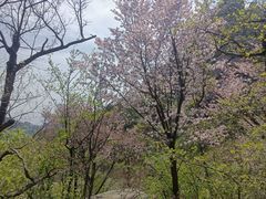 -崂山巨峰游览区