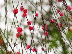 -重庆中央公园(渝北区)