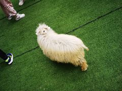 -瑞虹新天地月亮湾