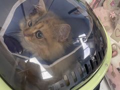 -纳吉亚猫专科动物诊疗中心(蒋宅口分院)