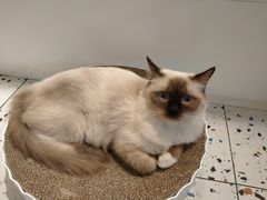 -喵喵咪呀布偶猫咖(春熙路店)
