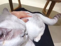 -藏猫猫咖啡主题馆(中央大道店)