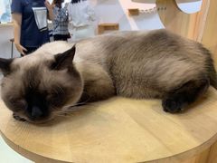 -Heymao猫咖.咖啡厅(东门店)