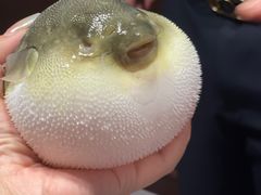 -肆月河豚·新淮扬(金融街店)