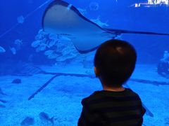 -烟台海昌鲸鲨海洋公园