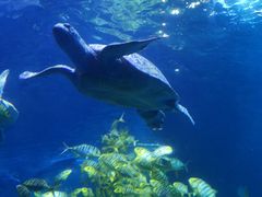 -太平洋海底世界