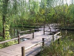 湿地公园-溱湖国家湿地公园