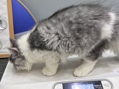 -派特宠物医院(圆融广场店)