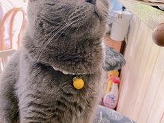 -海边的猫和咖啡馆