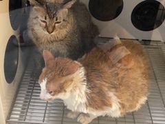 -袖虎宠物·金渐层缅因猫舍(灵芝店)