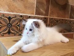 -Bastet sally猫舍购宠(静安店)