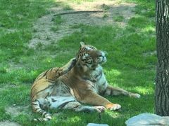 -北京野生动物园