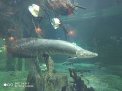 -华夏文旅海洋公园