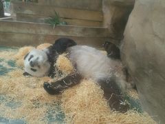 -成都动物园