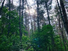 -帽儿山国家森林公园