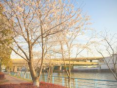 -高东镇樱花园