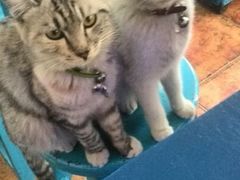 android_upload_pic-Sirena海妖日咖夜酒