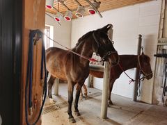 -北京群众马术培训基地