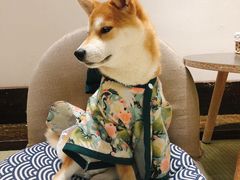 -逗柴咖啡屋·狗咖猫咖宠物桌游