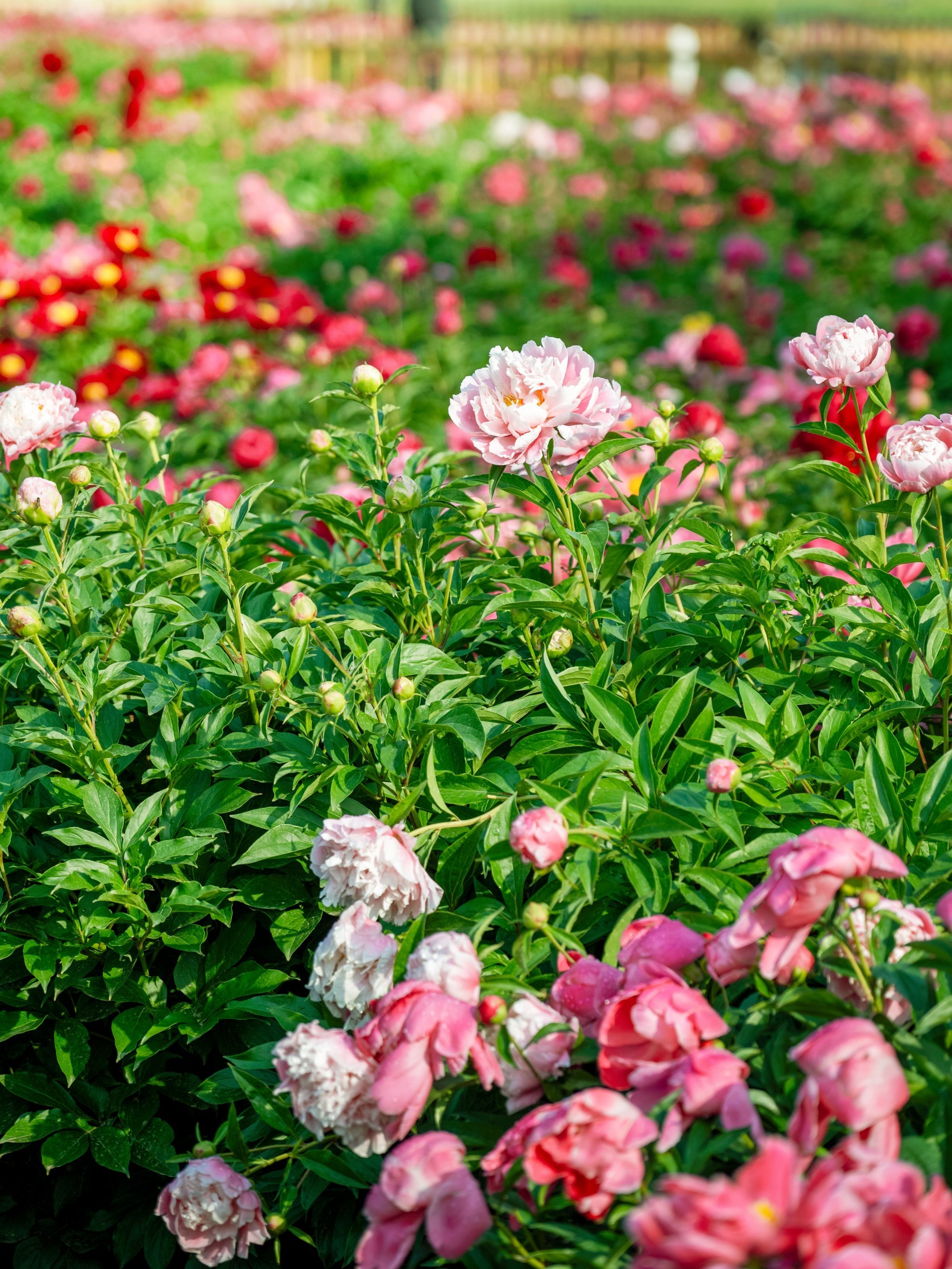 圆明园芍药4️⃣机位全解析,5.10实拍❗️