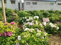 -曹州百花园