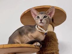 -猫十亿·布偶金渐层·曼基康矮脚猫舍(青年路店)
