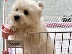 -翊宠yipet猫狗购宠庄园犬舍•猫舍