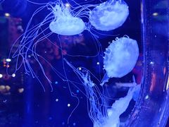 -海合安青岛极地海洋公园