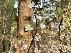 -香山公园