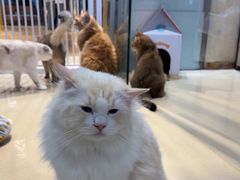 -藏猫猫咖啡主题馆(中央大道店)