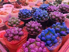 -花鸟鱼虫鲜花绿植市场(玉泉路店)