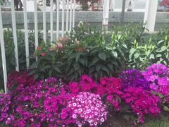 -上海鲜花港