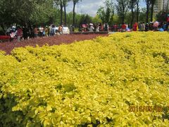 不同植物-长春公园(普阳街道)