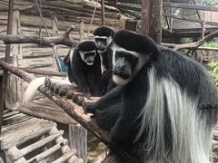 -灵玲国际马戏城