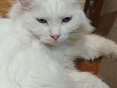 -有猫主题·治愈系猫咖(曾厝垵店)