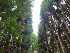 -山王坪喀斯特国家生态公园